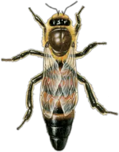 Bee PNG Picture 