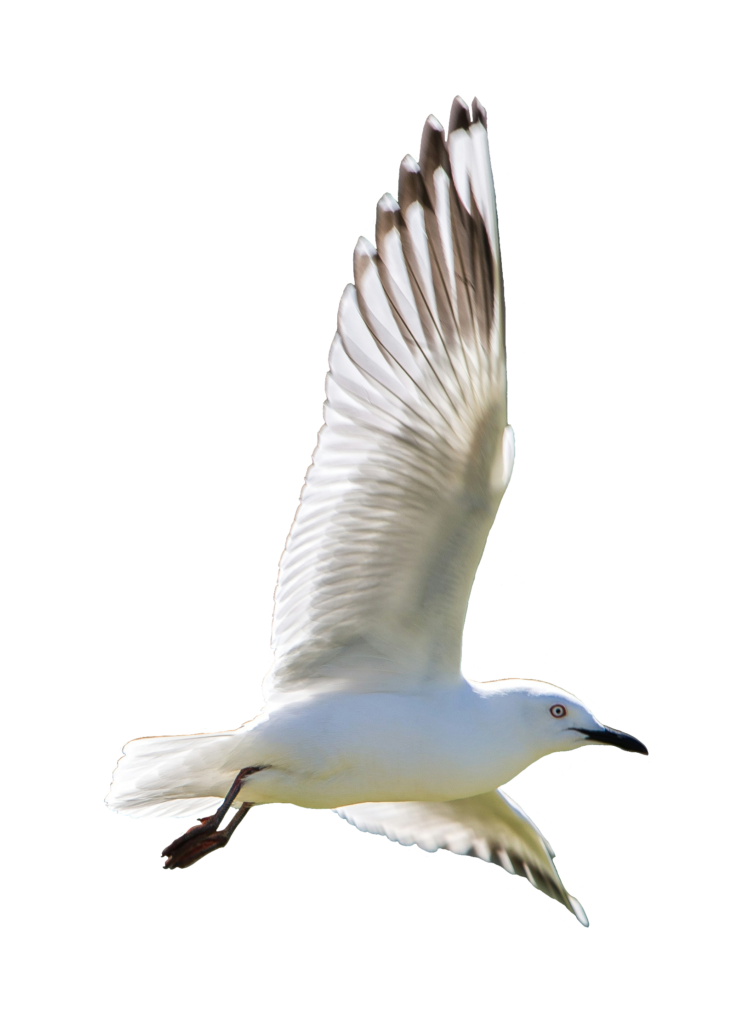 White Bird Flying Png