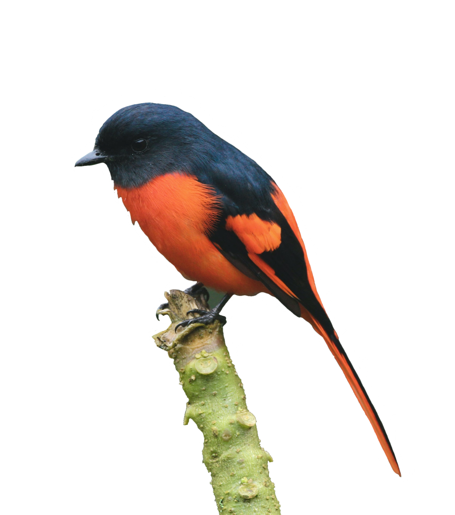 Beautiful Red Bird Png