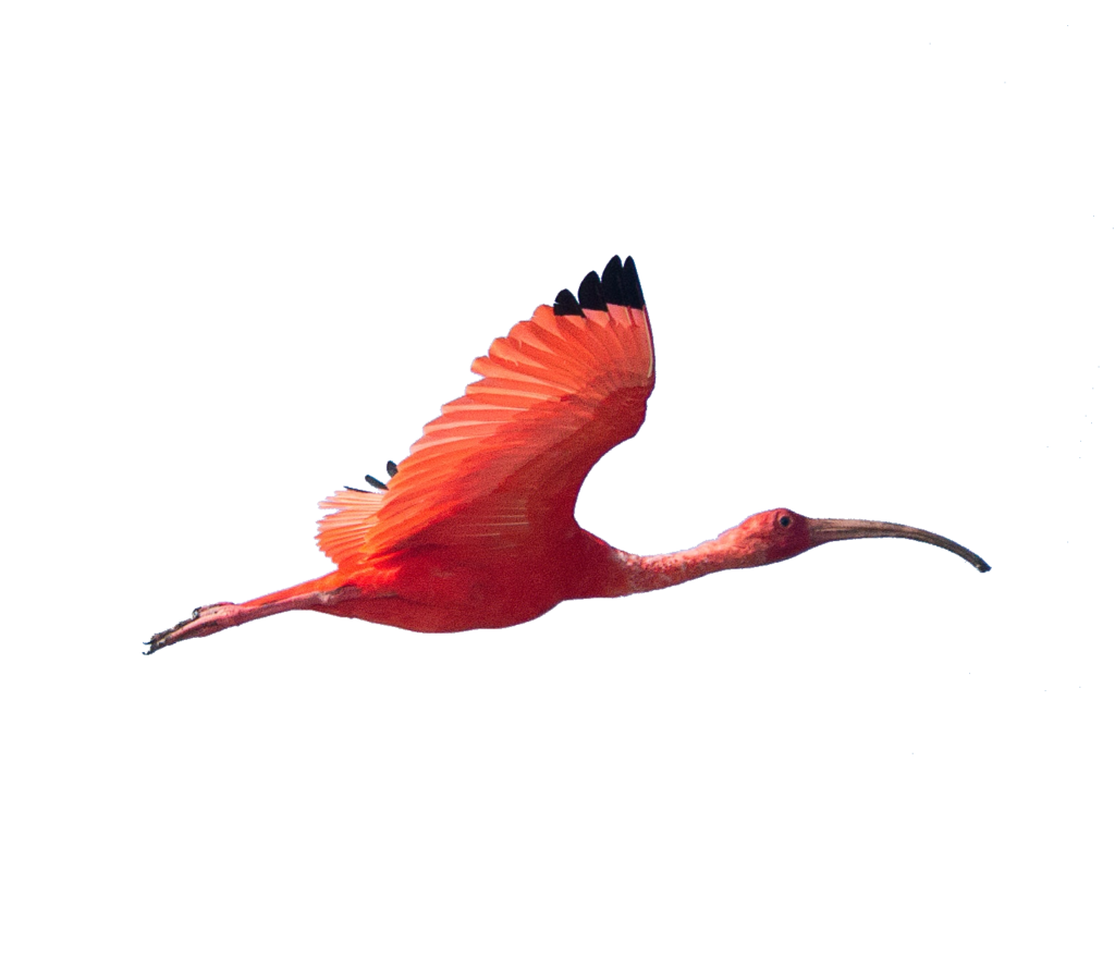 Red Bird Flying Png