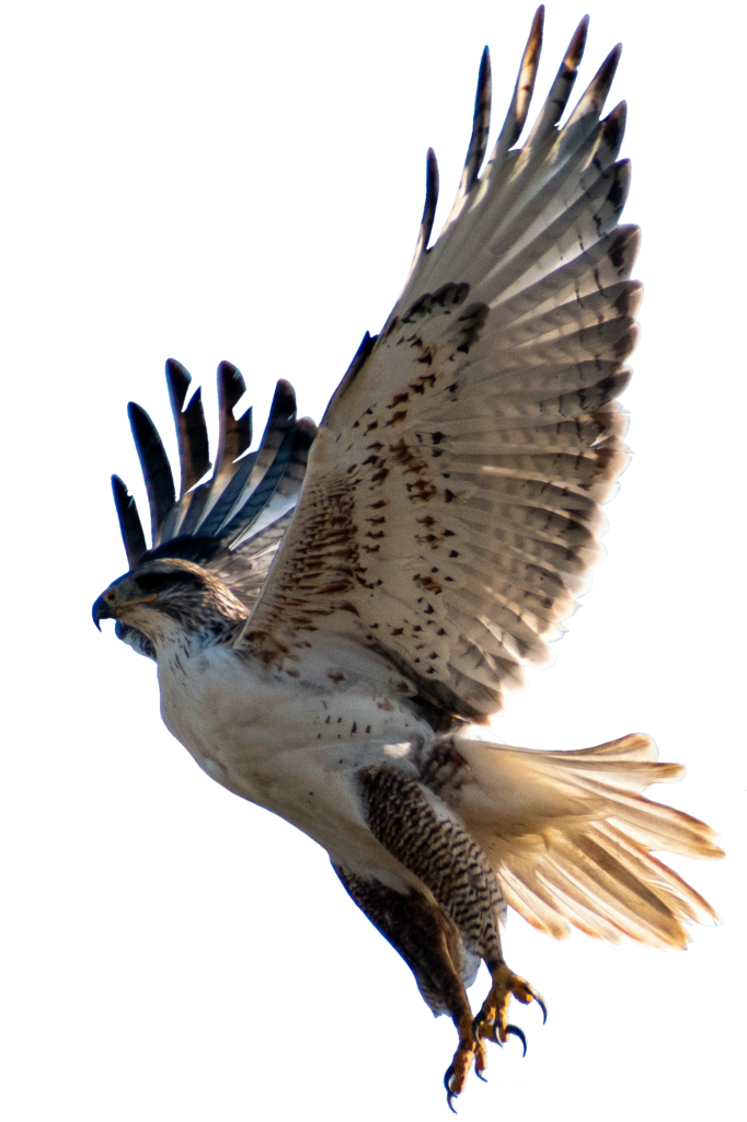 Tawny Eagle Bird Png