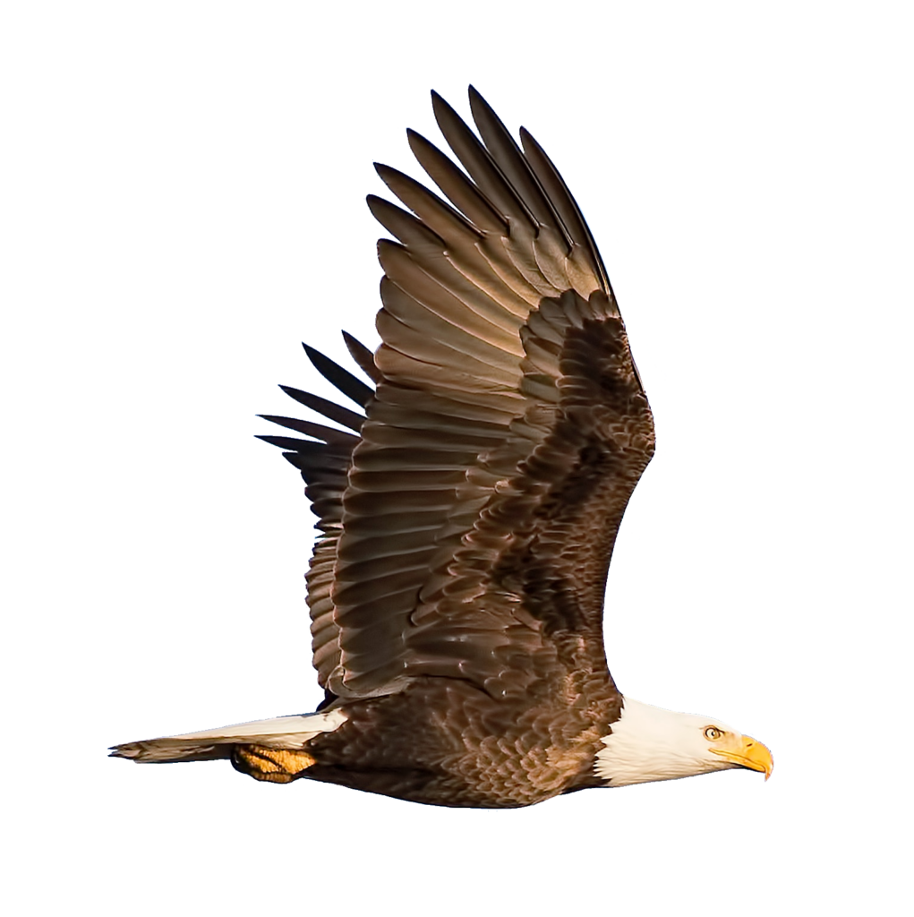 Eagle Bird Png