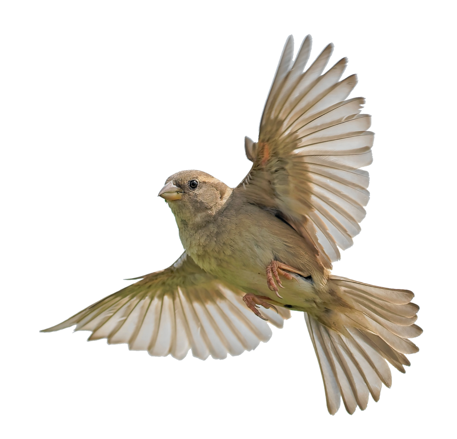 Birds PNG Transparent Images Free Download - Pngfre