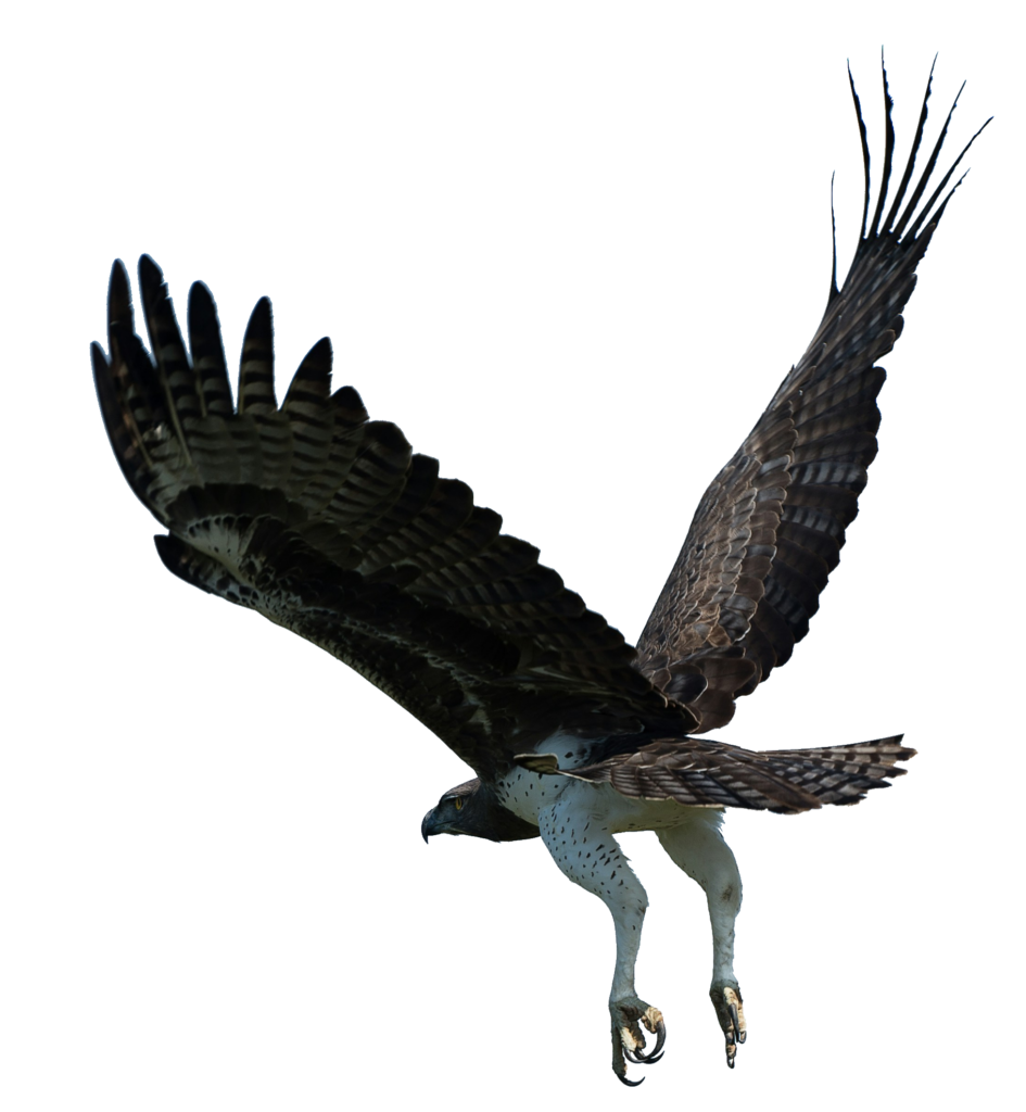 Full HD Eagle Bird Png