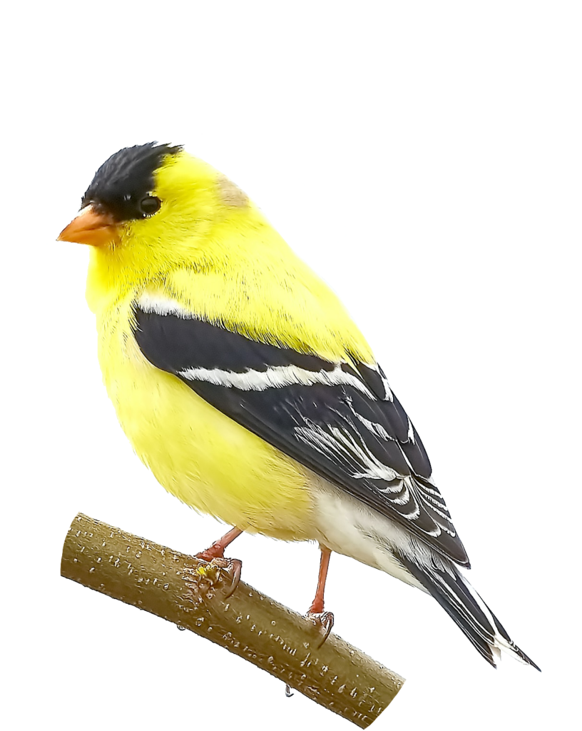 Beautiful Yellow Bird Png