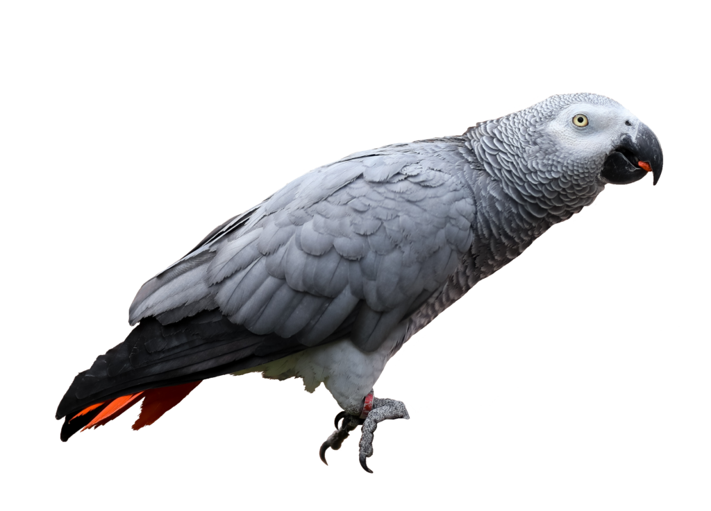 Beautiful Parrot Bird Png
