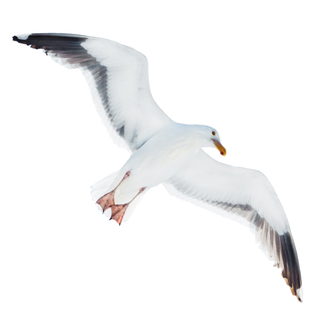 Flying White Bird Png