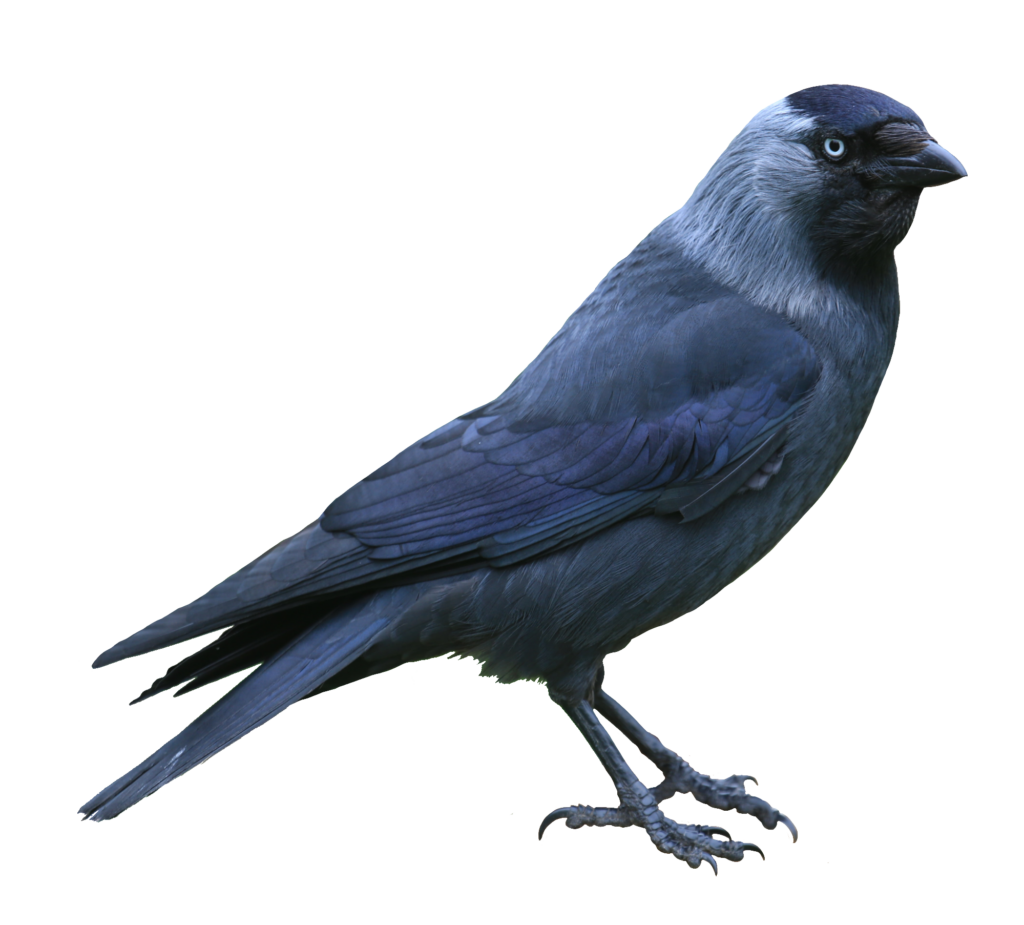 Crow Bird Png