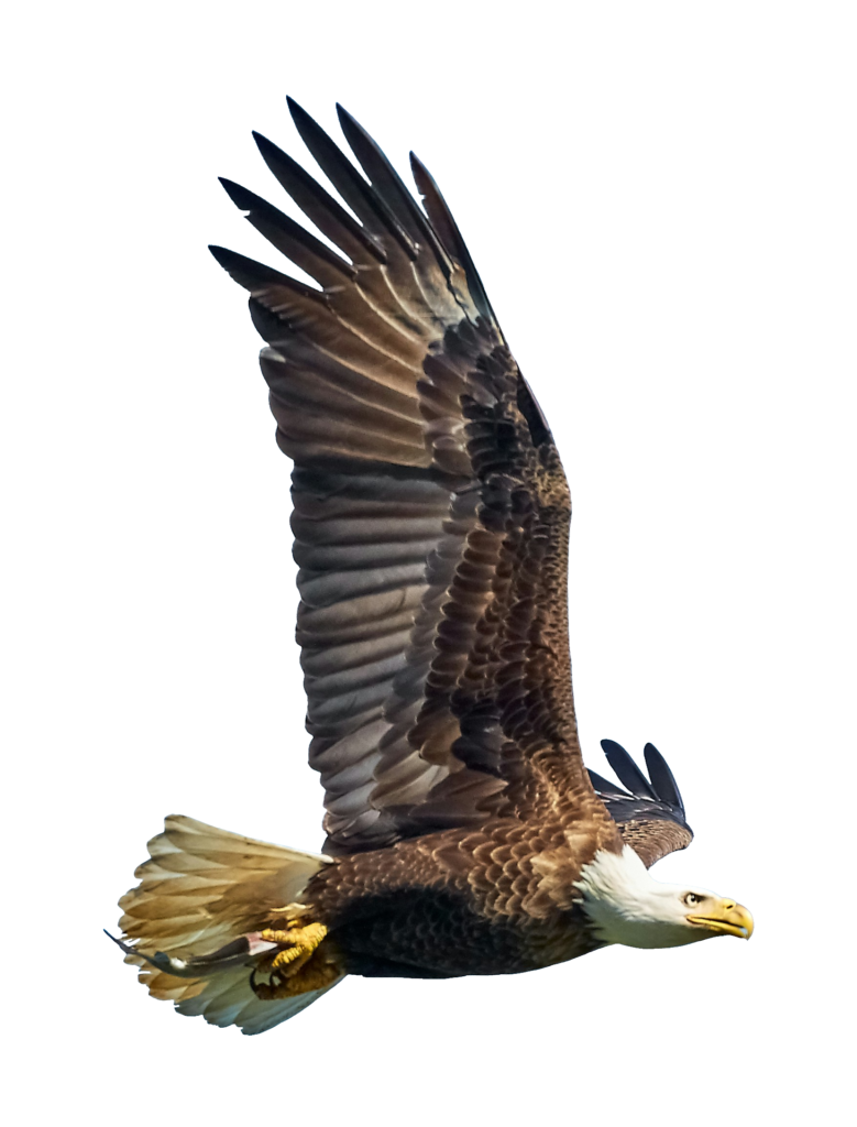 Flying Eagle Bird Png