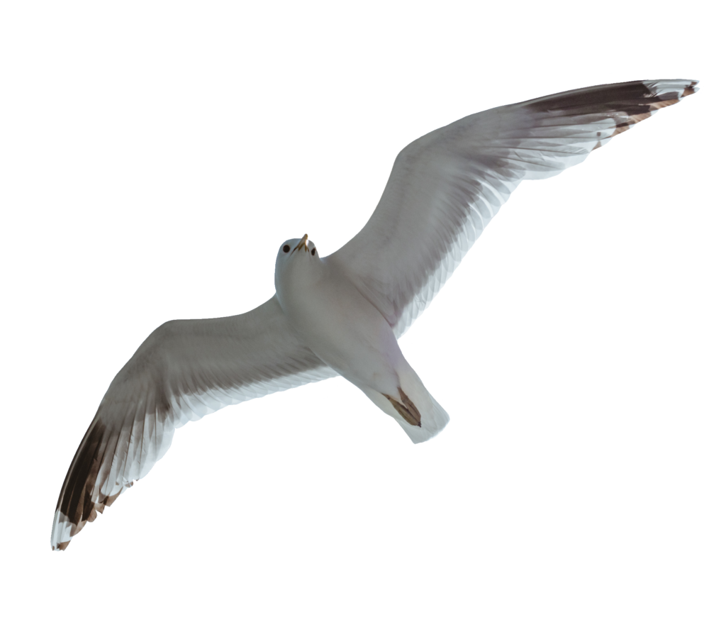 Flying Bird Png Image