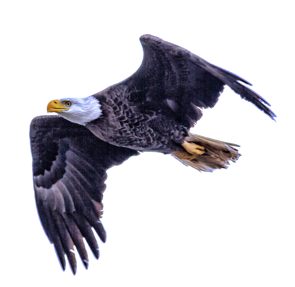 Eagle Bird Png