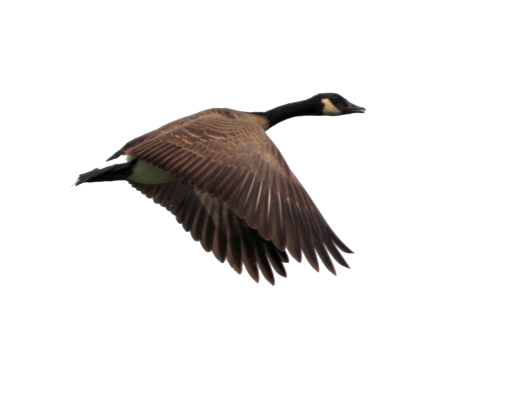 Flying Bird Png image