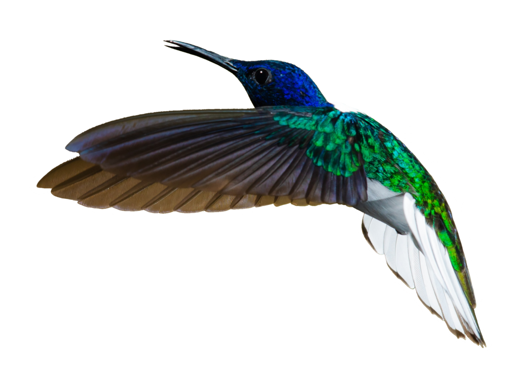 Hummingbird Png Image