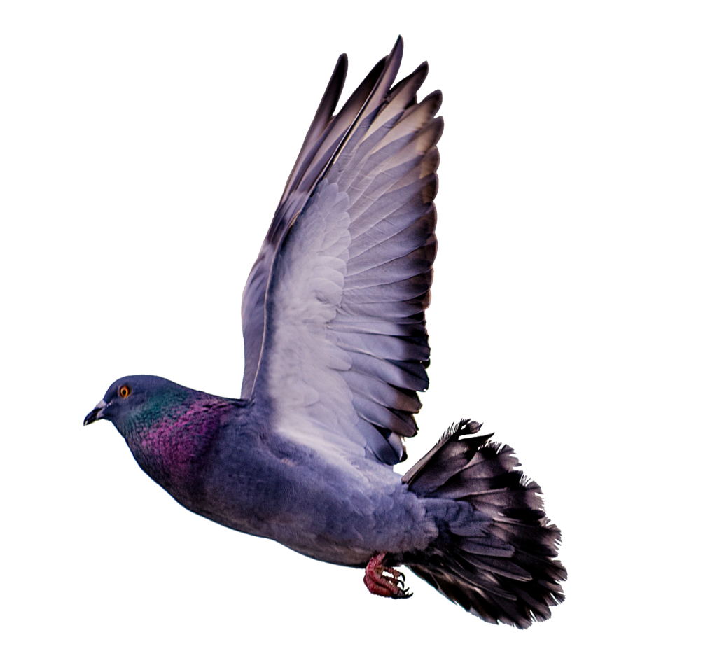 Flying Pigeon Bird Png