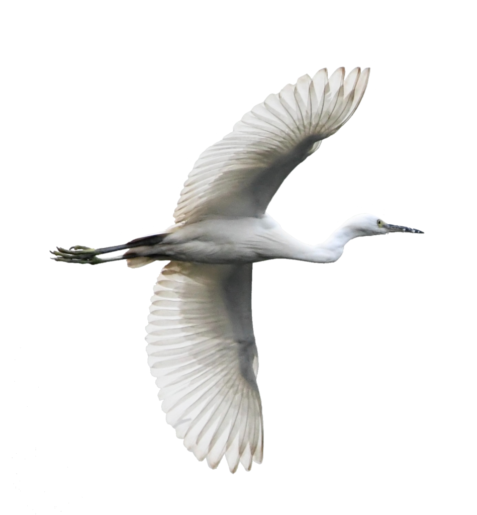 White Flying Bird Png