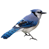 Blue Jay PNG