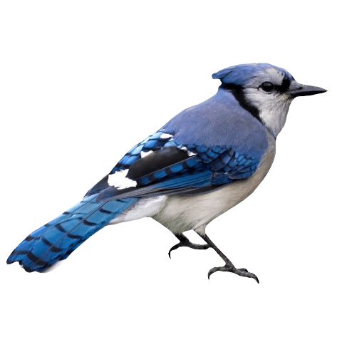 Blue Jay PNG