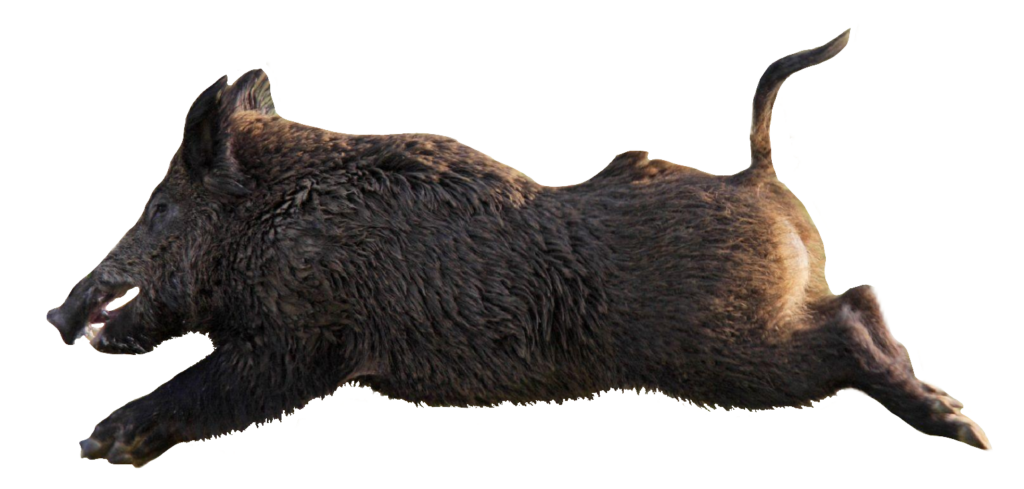 Jumping Wild Boar PNG