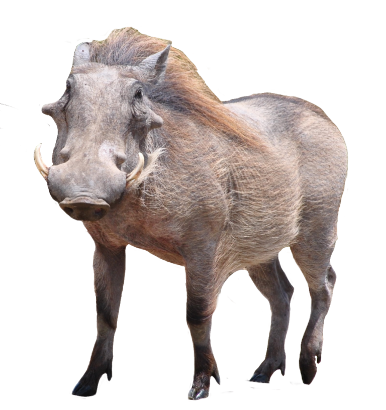 Wild Boar PNG Images Free Download - Pngfre