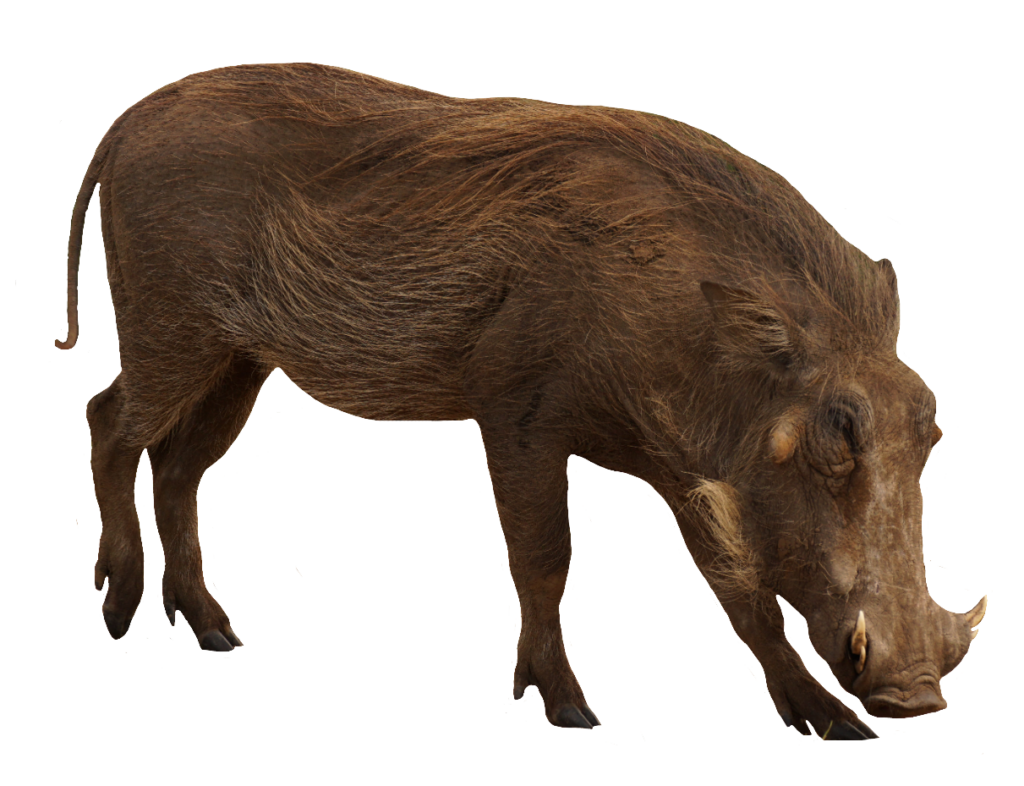 Realistic Wild Boar PNG