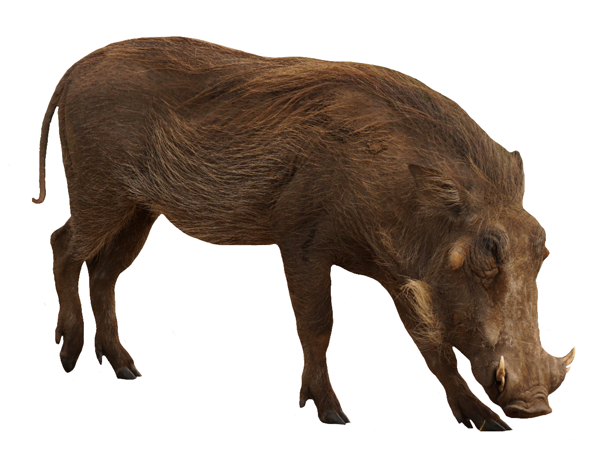 boar112