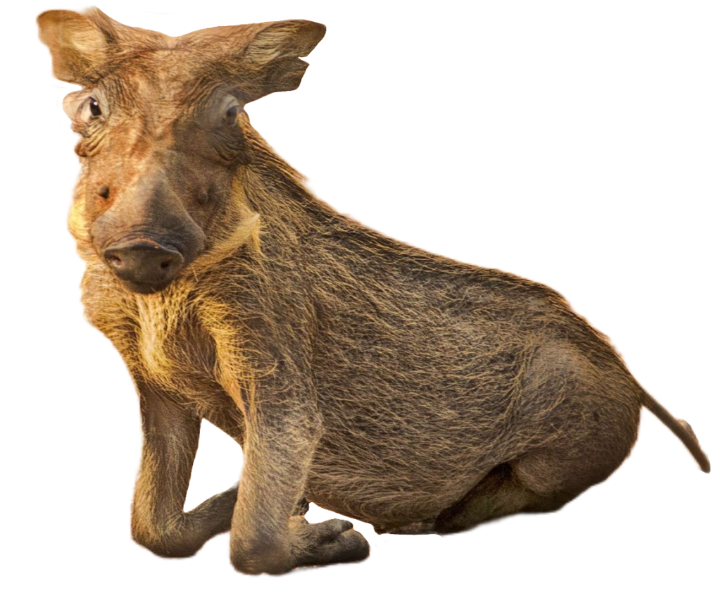Wild Boar PNG Image