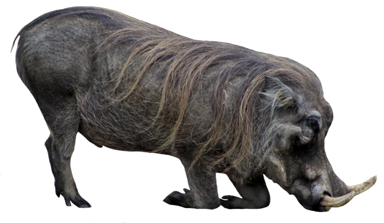 Wild Boar PNG Images Free Download - Pngfre