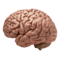 Brain PNG Image