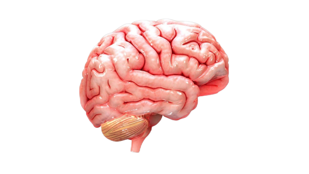 Human Brain PNG
