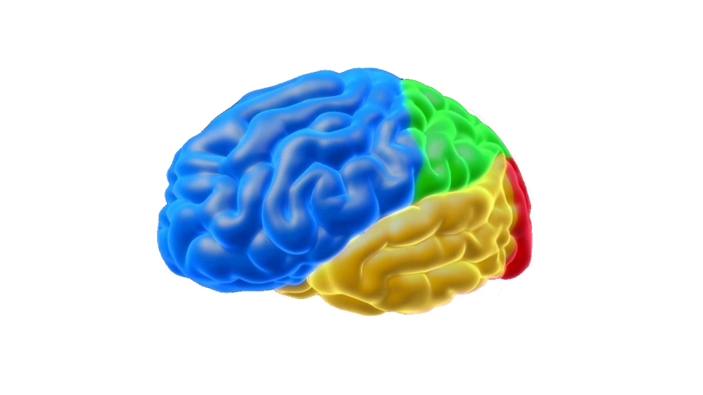Colorful Brain PNG