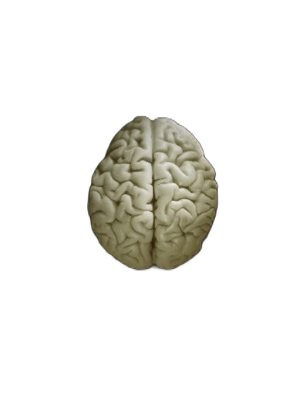 Transparent Brain PNG