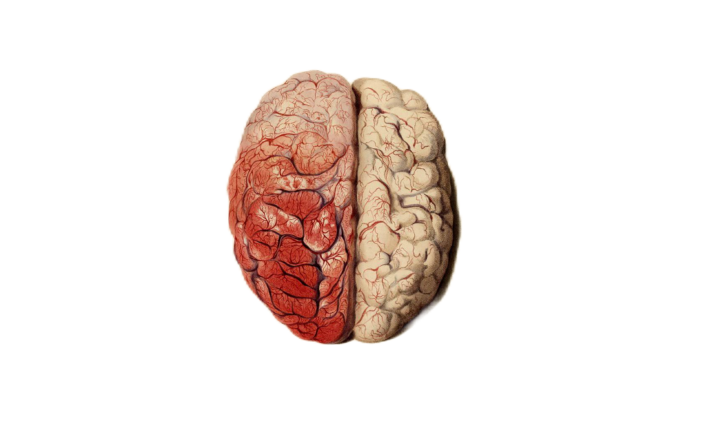 Human Brain PNG Image