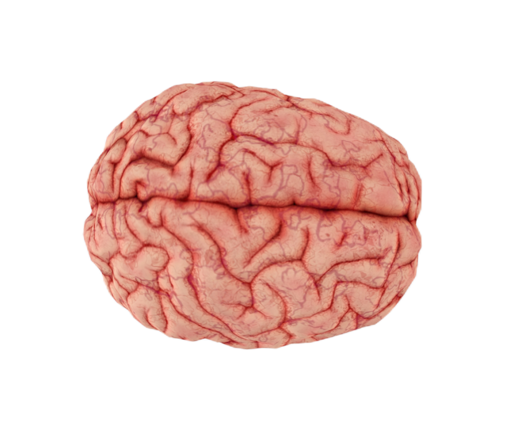Brain Top View PNG