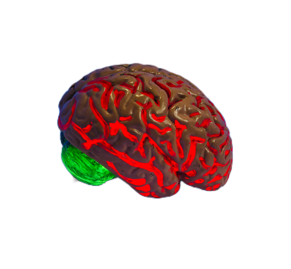Transparent Brain PNG
