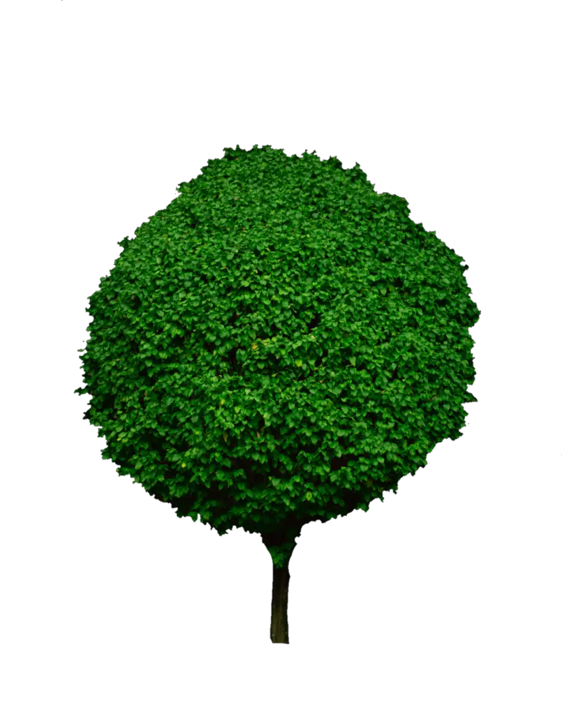 Tree Bush Png