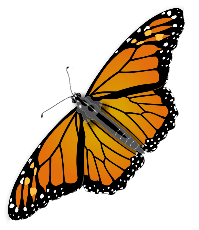 Orange Butterfly Png Vector 
