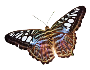 Realistic Butterfly PNG