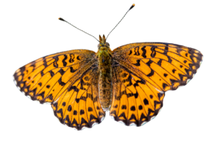 Orange Realistic Butterfly PNG