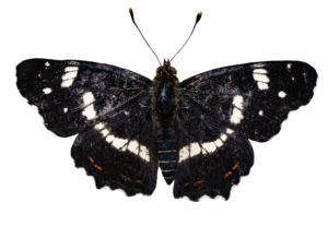 Black Realistic Butterfly PNG