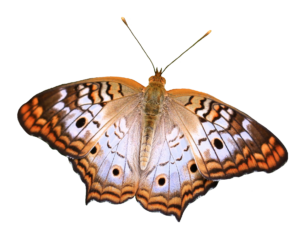 High-resolution Realistic Butterfly PNG