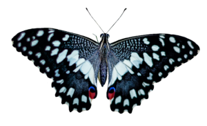 Blue Realistic Butterfly PNG