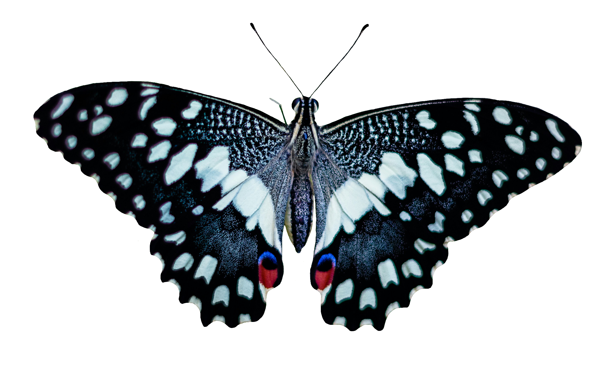 butterfly-105