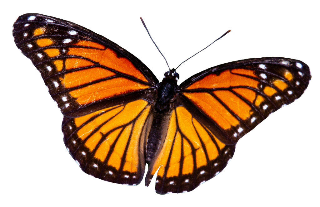 Butterfly PNG Transparent Images - Pngfre