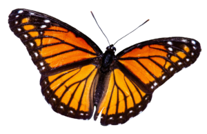 Red Realistic Butterfly PNG