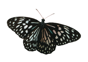 Black Realistic Butterfly PNG