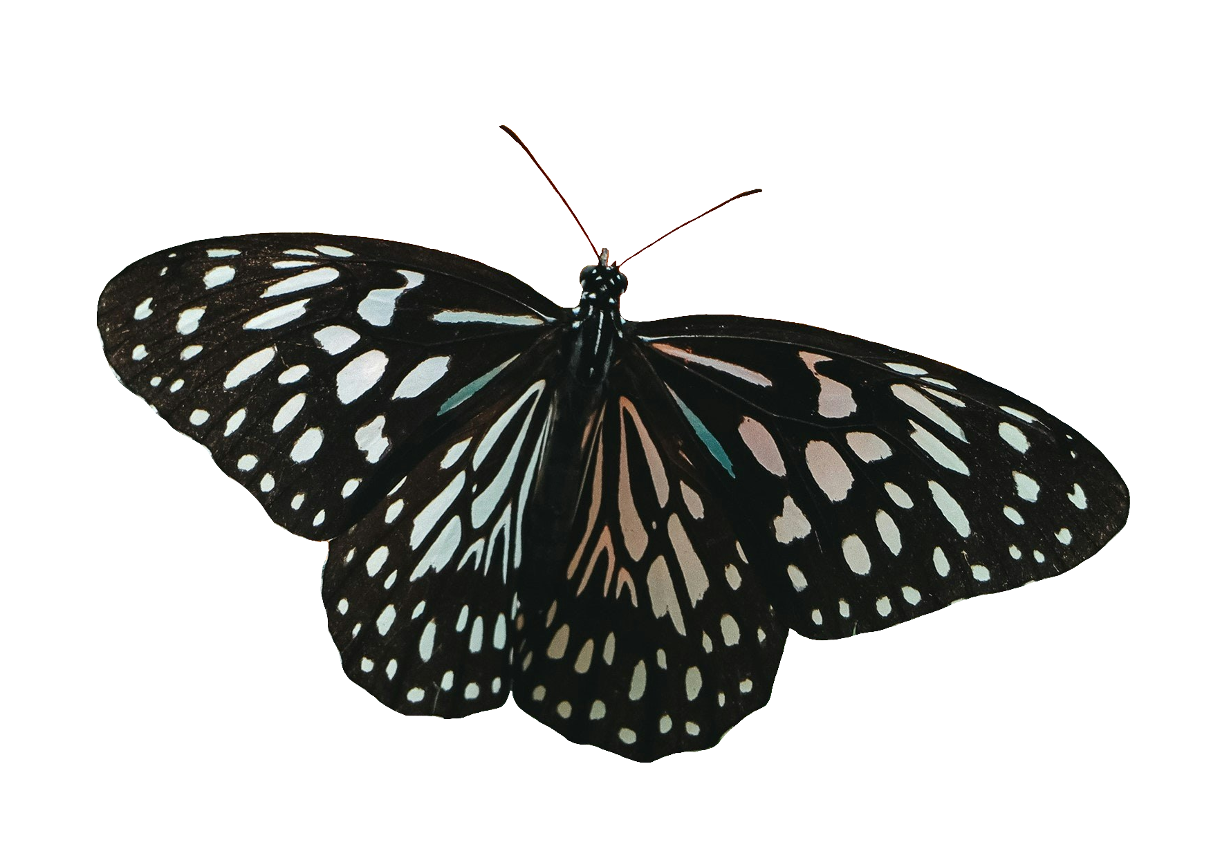 butterfly-108