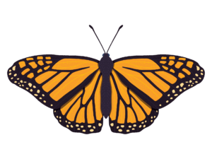 Butterfly vector PNG