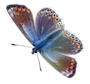 Realistic Butterfly PNG