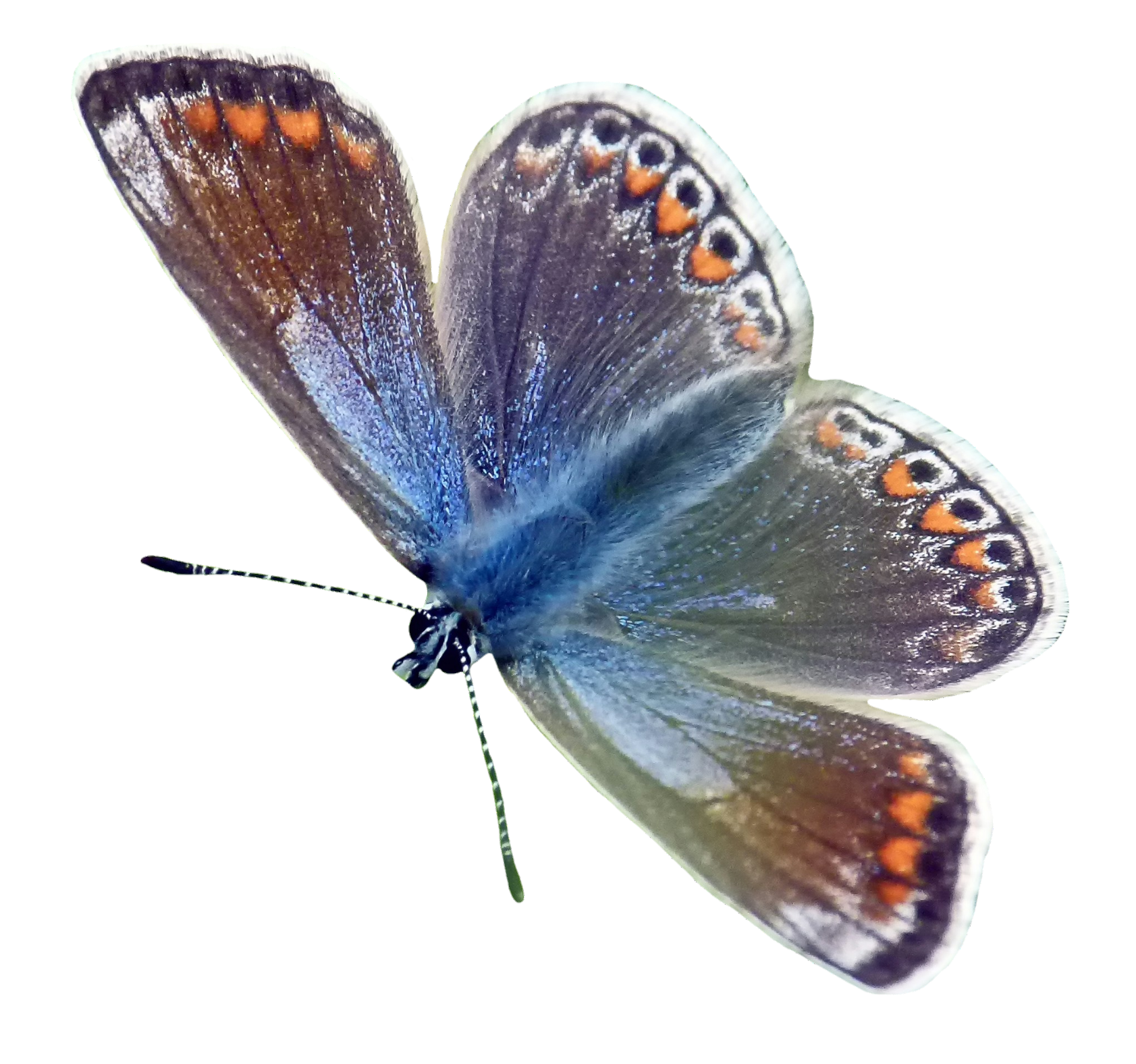 butterfly-110