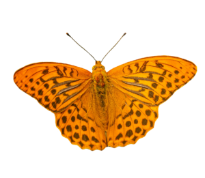 orange Realistic Butterfly PNG